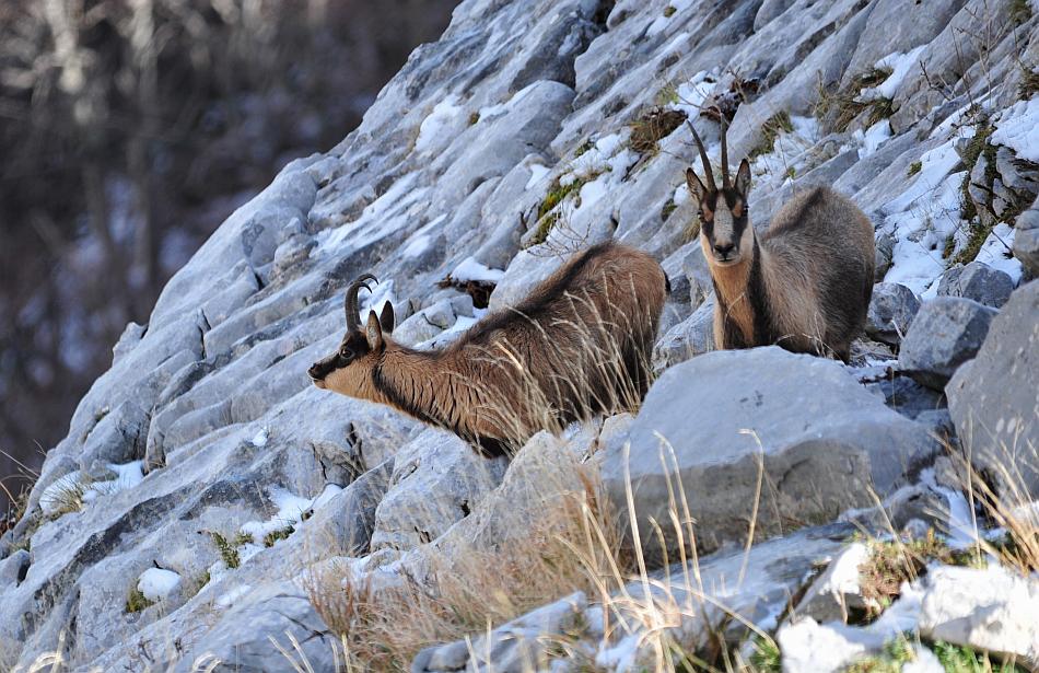 Camoscio d''Abruzzo Rupicapra pyrenaica ornata