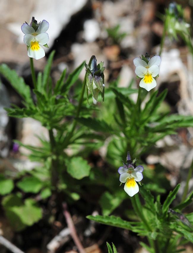 Viola ...... hymettia?