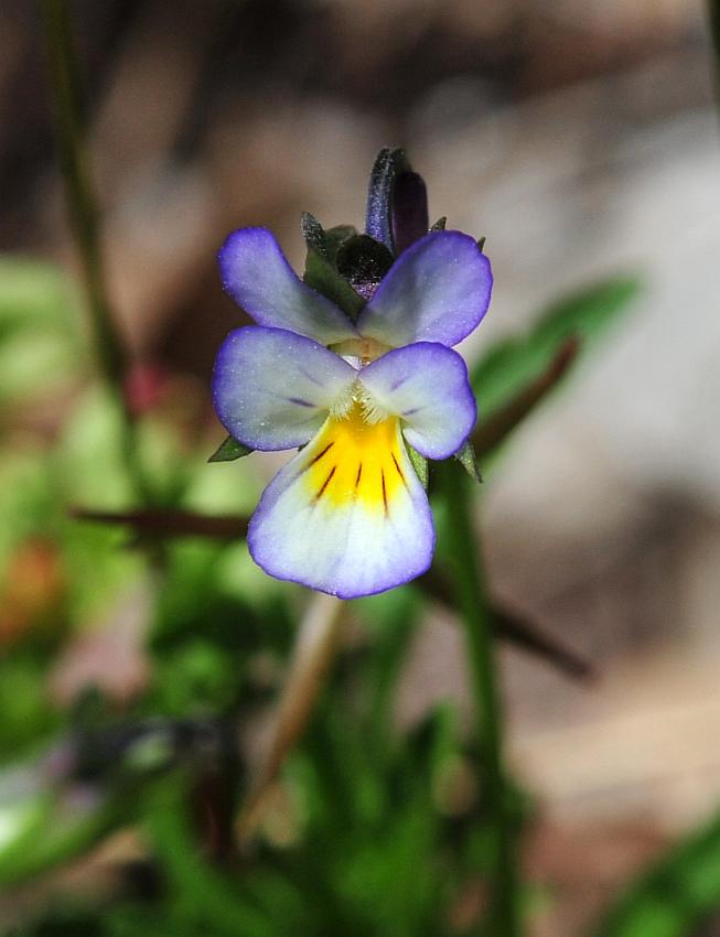 Viola ...... hymettia?