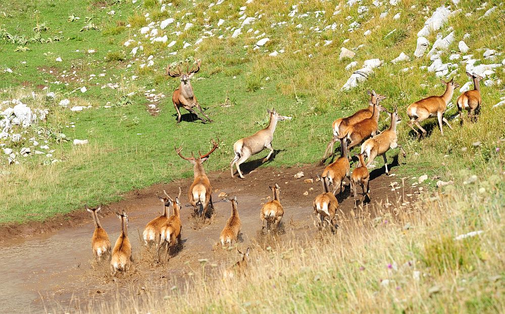 Bramiti nel Parco Nazionale d''Abruzzo