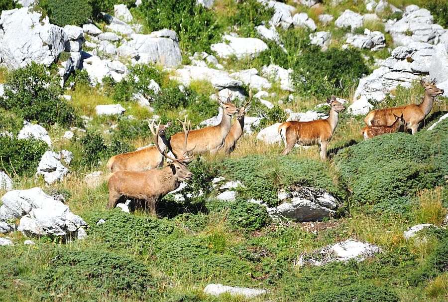 Bramiti nel Parco Nazionale d''Abruzzo