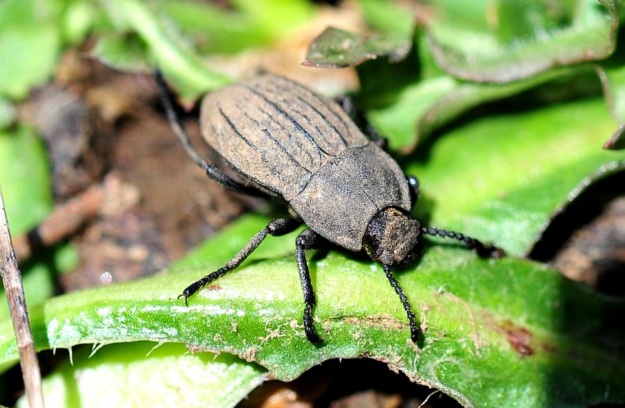 Tinebrionidae da det.