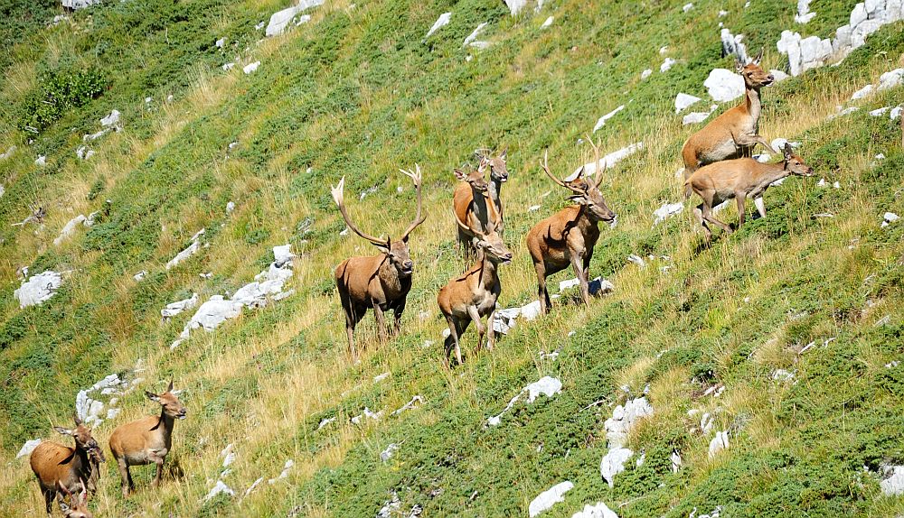 Bramiti nel Parco Nazionale d''Abruzzo