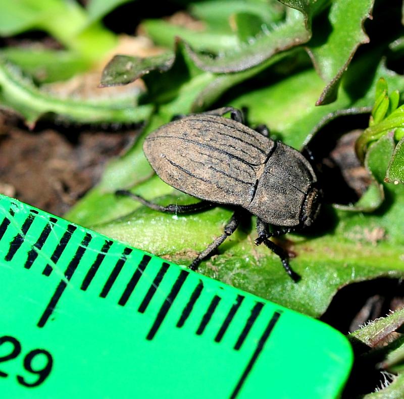 Tinebrionidae da det.