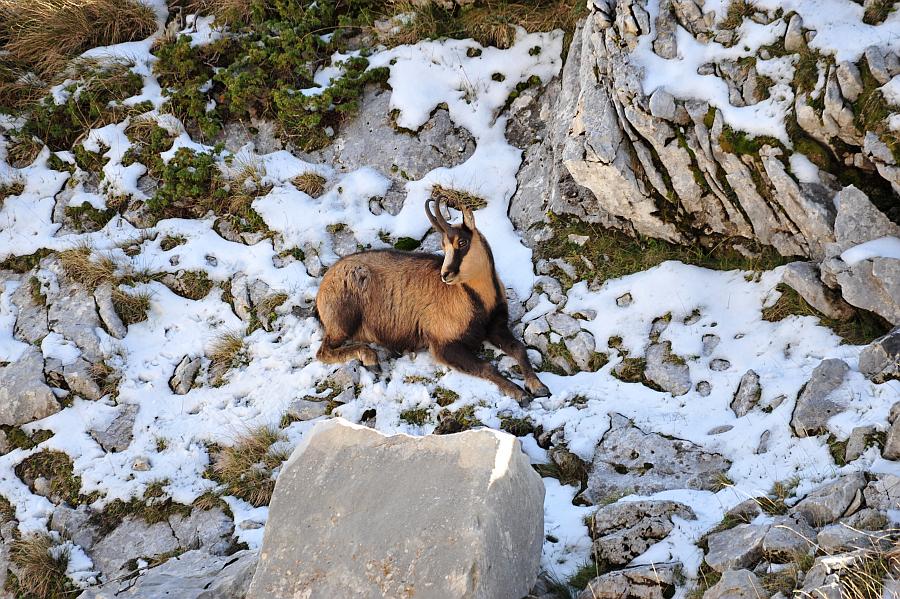 Camoscio d''Abruzzo Rupicapra pyrenaica ornata