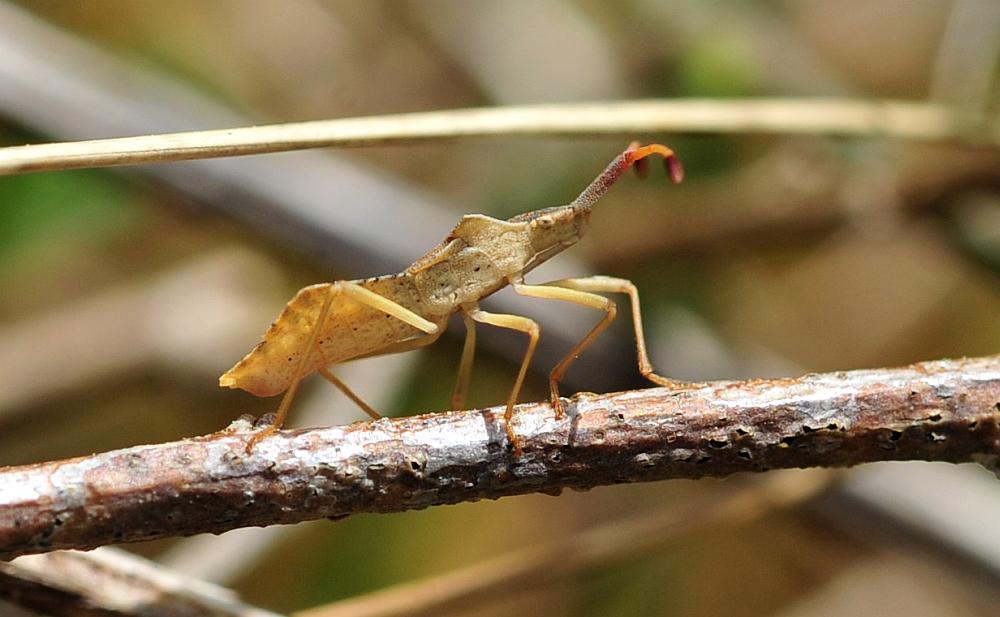 Coreidae: Syromastus rhombeus dell''Abruzzo (IS)