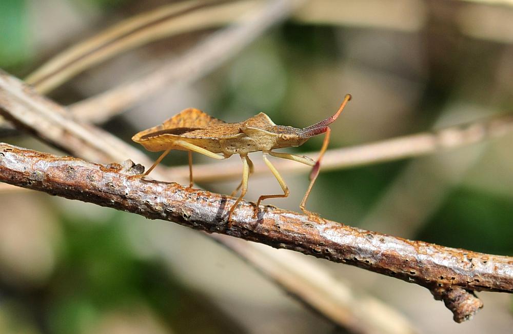 Coreidae: Syromastus rhombeus dell''Abruzzo (IS)