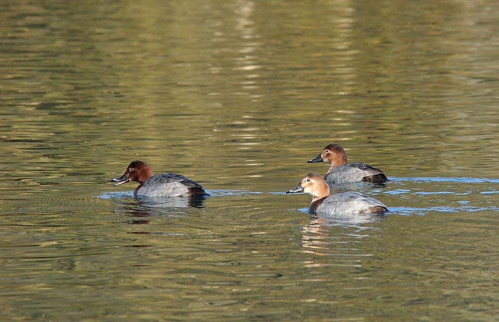 Canapiglie, Alzavole e Moriglioni