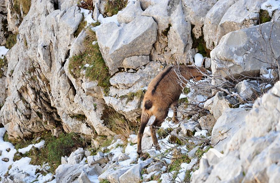 Camoscio d''Abruzzo Rupicapra pyrenaica ornata