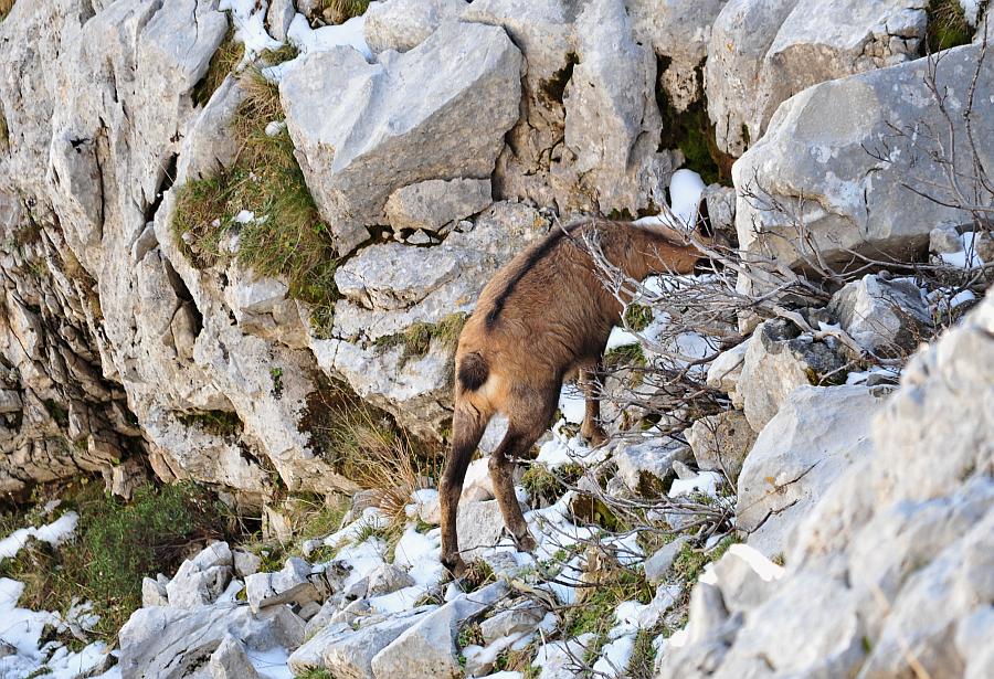 Camoscio d''Abruzzo Rupicapra pyrenaica ornata