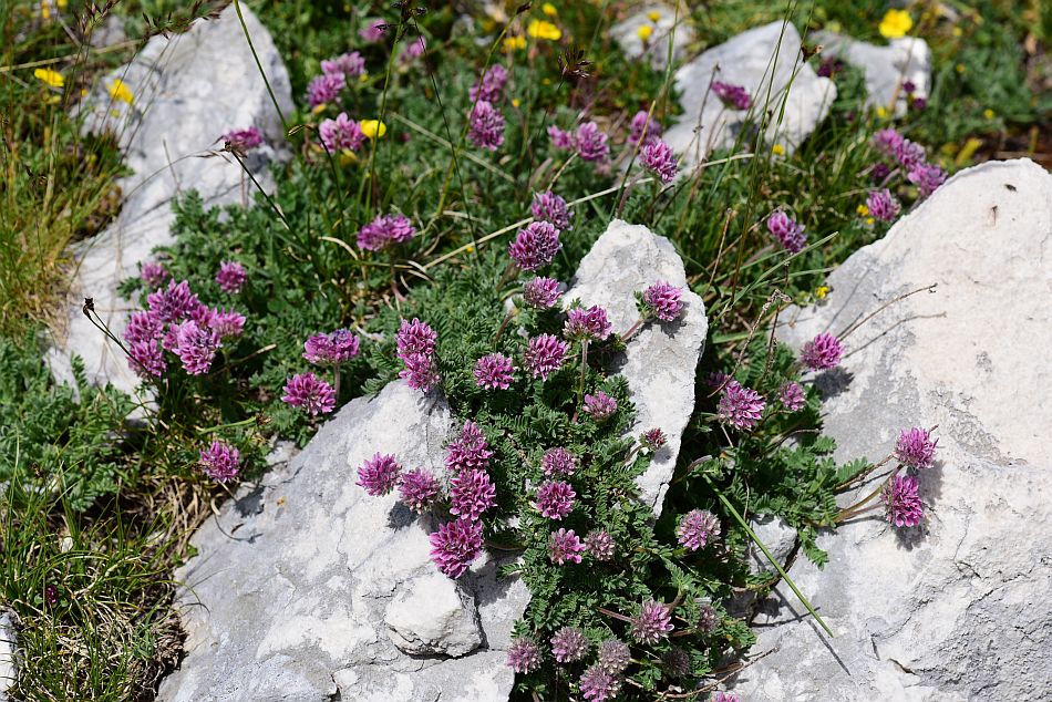 Fioritute delle rupi e delle praterie d''alta quota