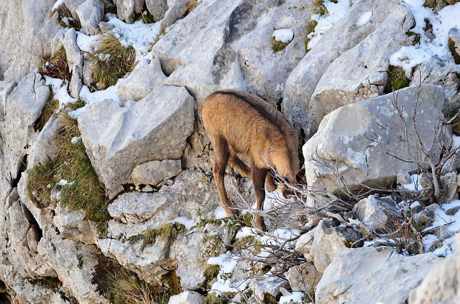 Camoscio d''Abruzzo Rupicapra pyrenaica ornata