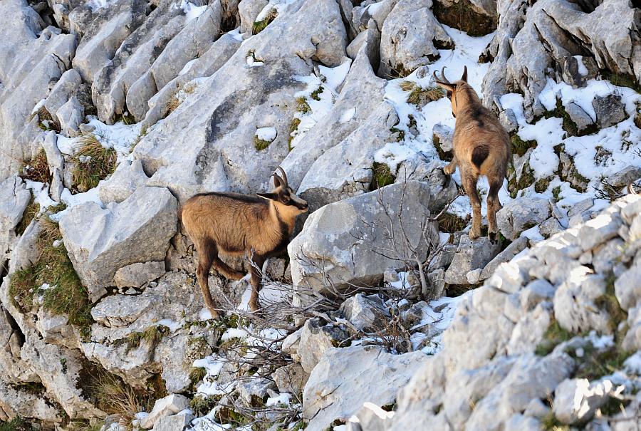 Camoscio d''Abruzzo Rupicapra pyrenaica ornata