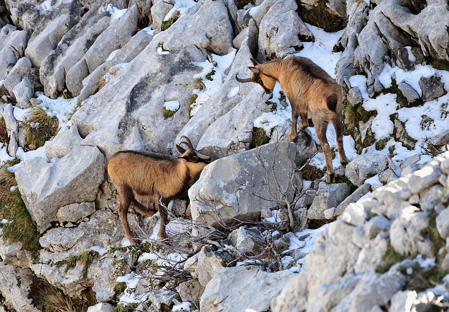 Camoscio d''Abruzzo Rupicapra pyrenaica ornata