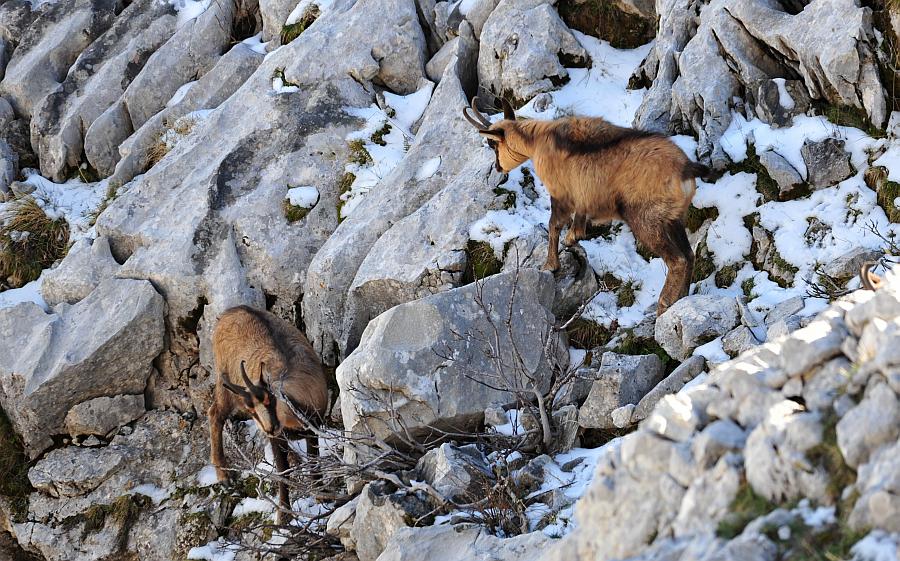 Camoscio d''Abruzzo Rupicapra pyrenaica ornata