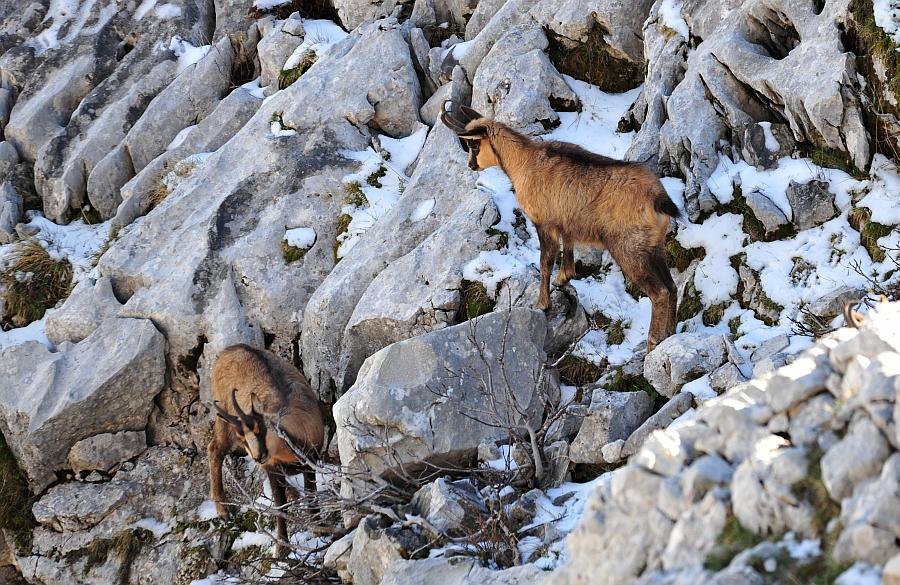 Camoscio d''Abruzzo Rupicapra pyrenaica ornata