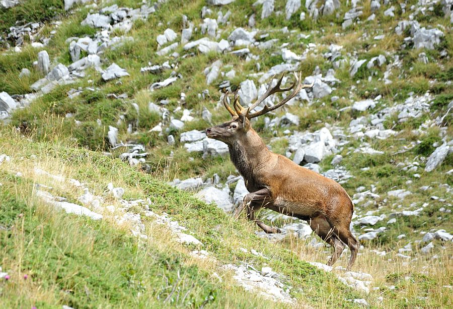 Bramiti nel Parco Nazionale d''Abruzzo