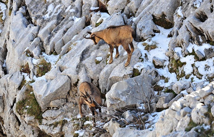 Camoscio d''Abruzzo Rupicapra pyrenaica ornata