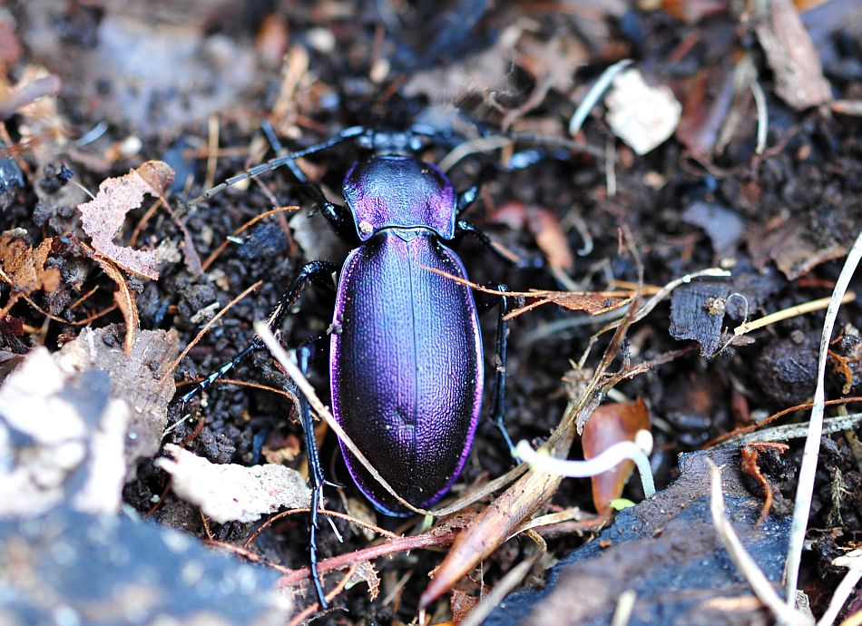 Carabus (Megodontus) violaceus picenus
