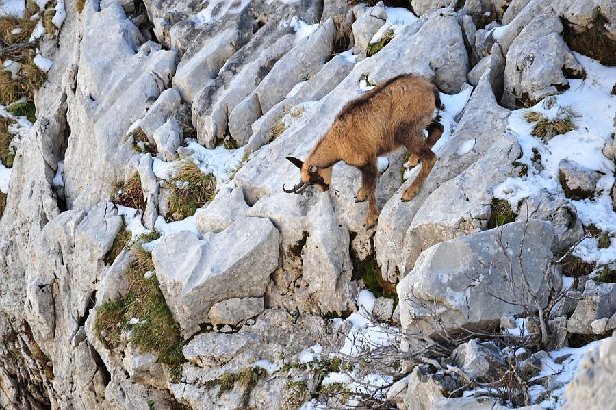 Camoscio d''Abruzzo Rupicapra pyrenaica ornata
