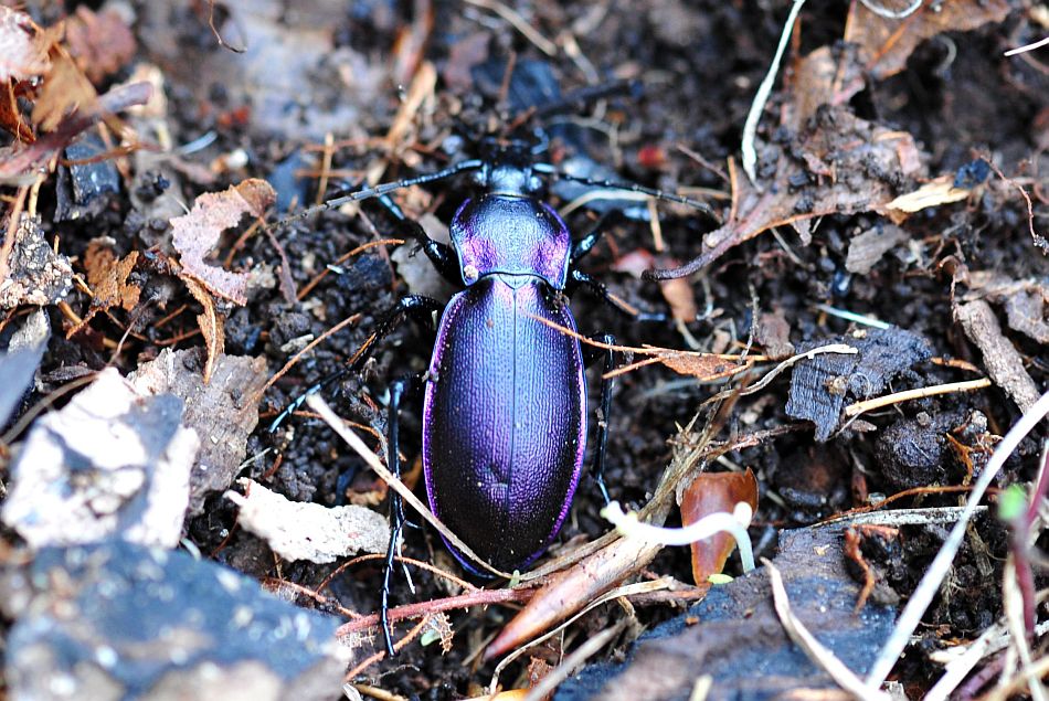 Carabus (Megodontus) violaceus picenus