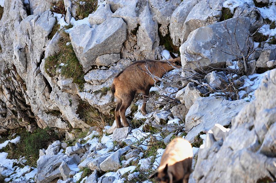 Camoscio d''Abruzzo Rupicapra pyrenaica ornata