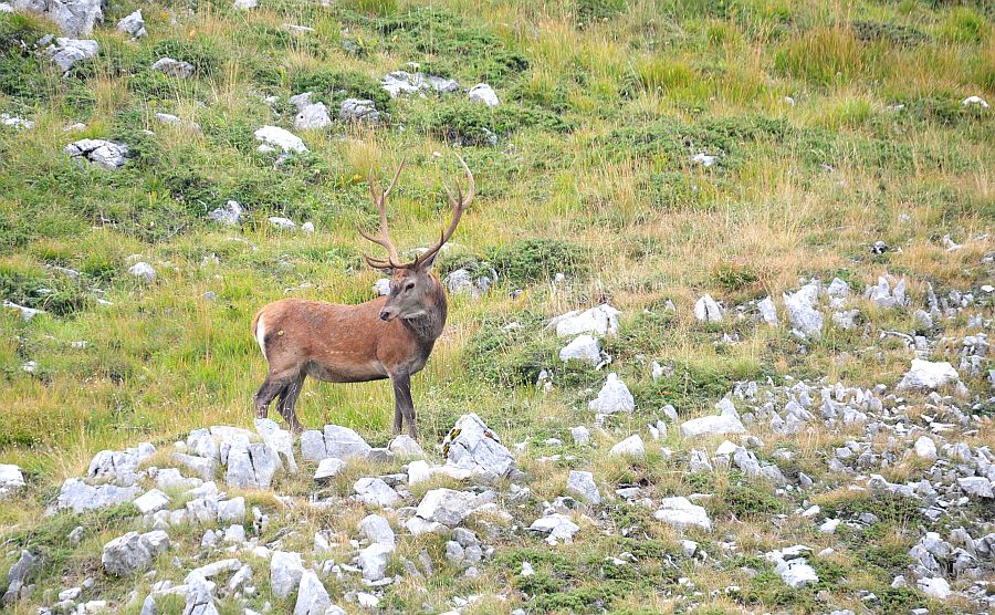 Bramiti nel Parco Nazionale d''Abruzzo