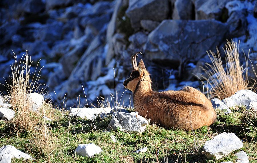 Camoscio d''Abruzzo Rupicapra pyrenaica ornata