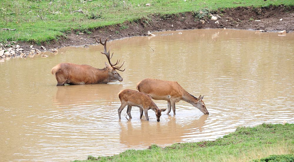 Bramiti nel Parco Nazionale d''Abruzzo