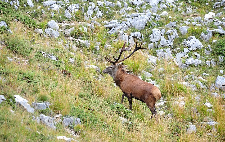 Bramiti nel Parco Nazionale d''Abruzzo