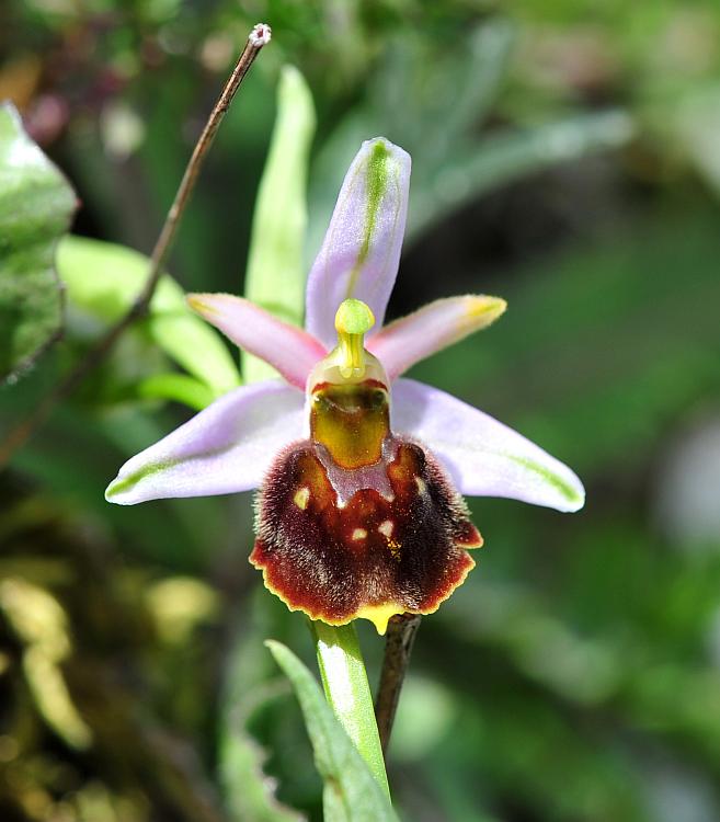 ophrys varie da determinare