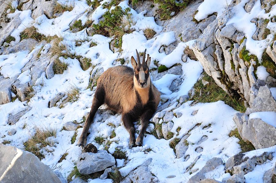 Camoscio d''Abruzzo Rupicapra pyrenaica ornata