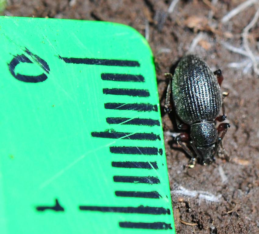 Otiorhynchus ...?