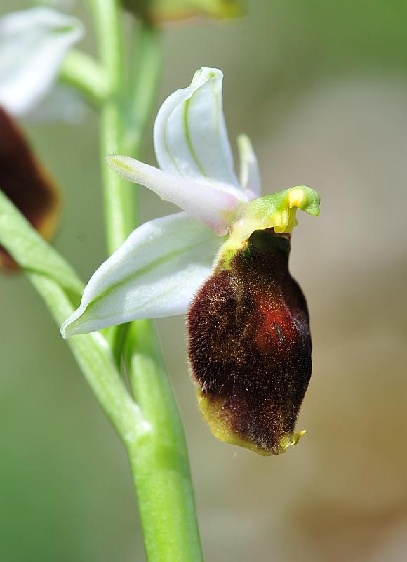 ophrys varie da determinare