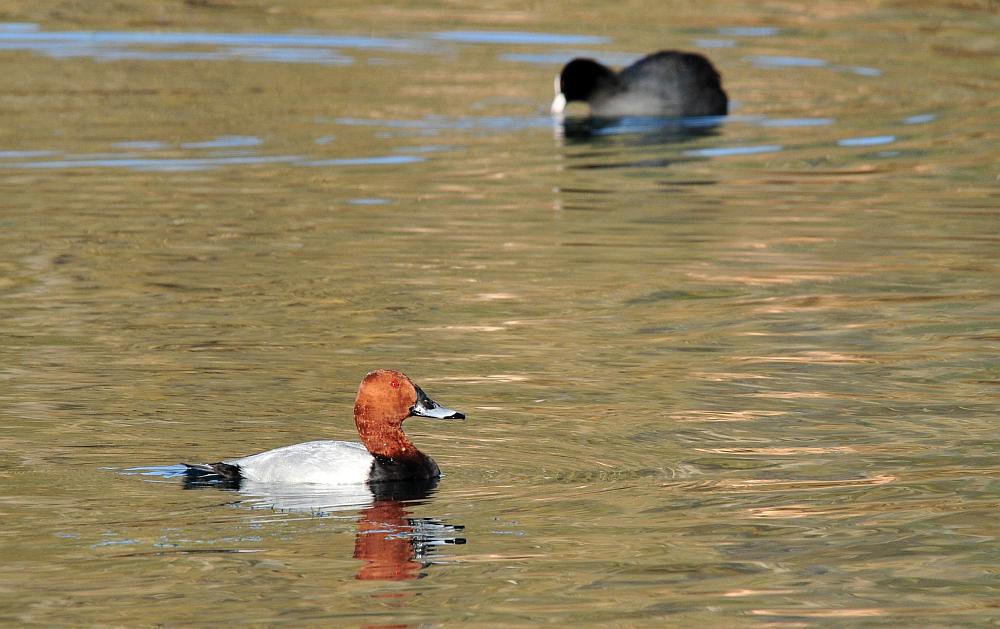 Canapiglie, Alzavole e Moriglioni