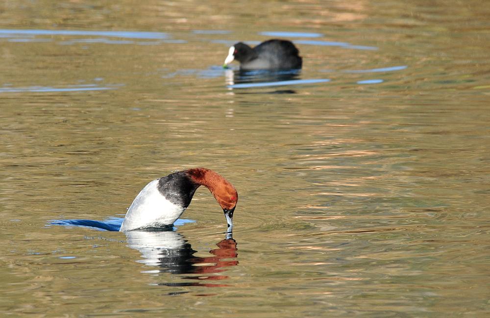 Canapiglie, Alzavole e Moriglioni