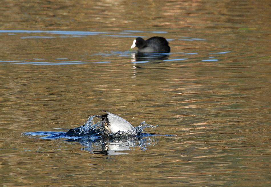Canapiglie, Alzavole e Moriglioni