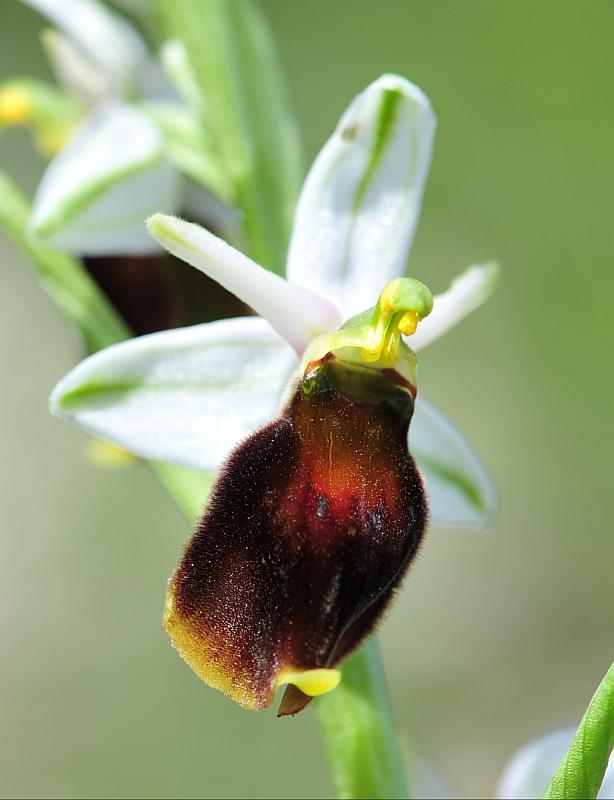 ophrys varie da determinare