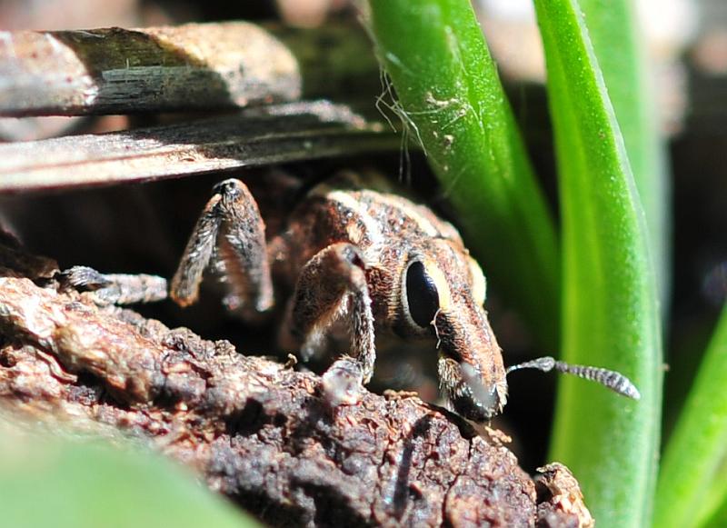 Pseudocleonus ....italicus?