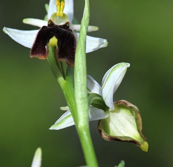 ophrys varie da determinare