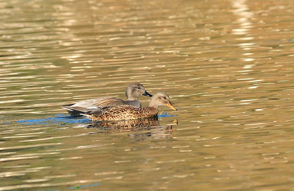 Canapiglie, Alzavole e Moriglioni