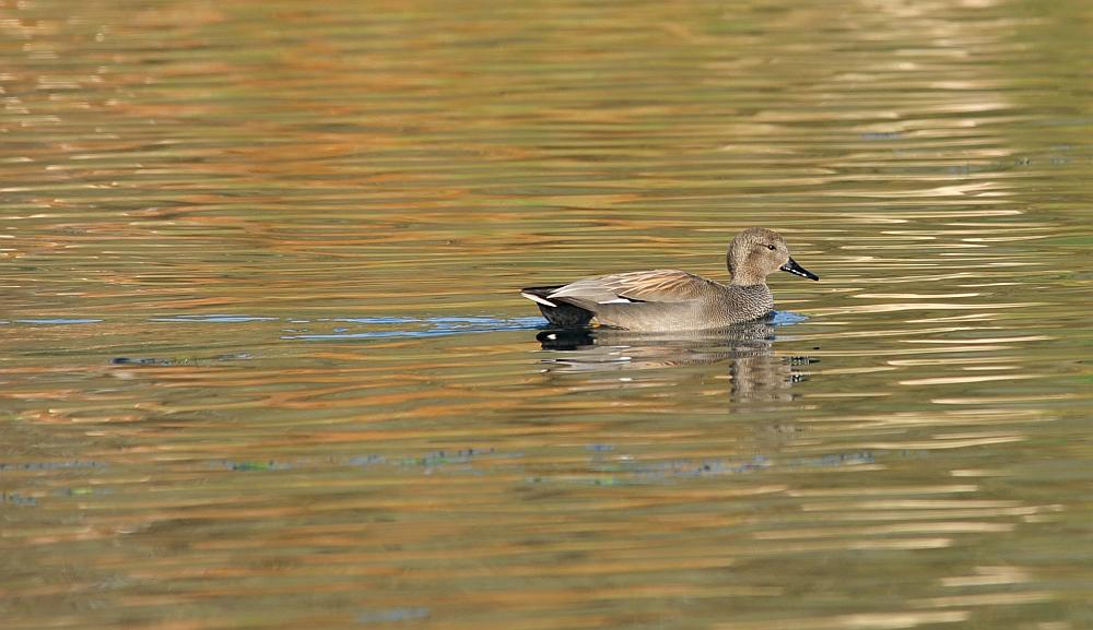 Canapiglie, Alzavole e Moriglioni