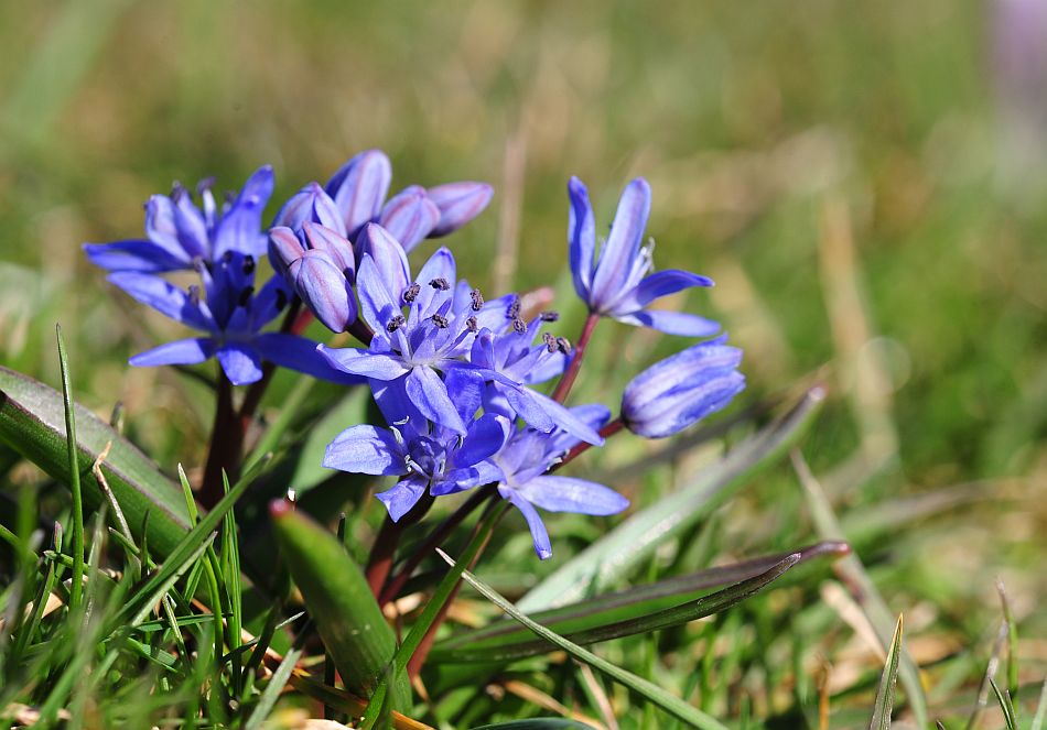 Le ultime arrivate tra le piante gi� fiorite