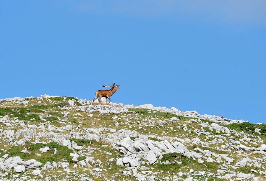 Bramiti nel Parco Nazionale d''Abruzzo