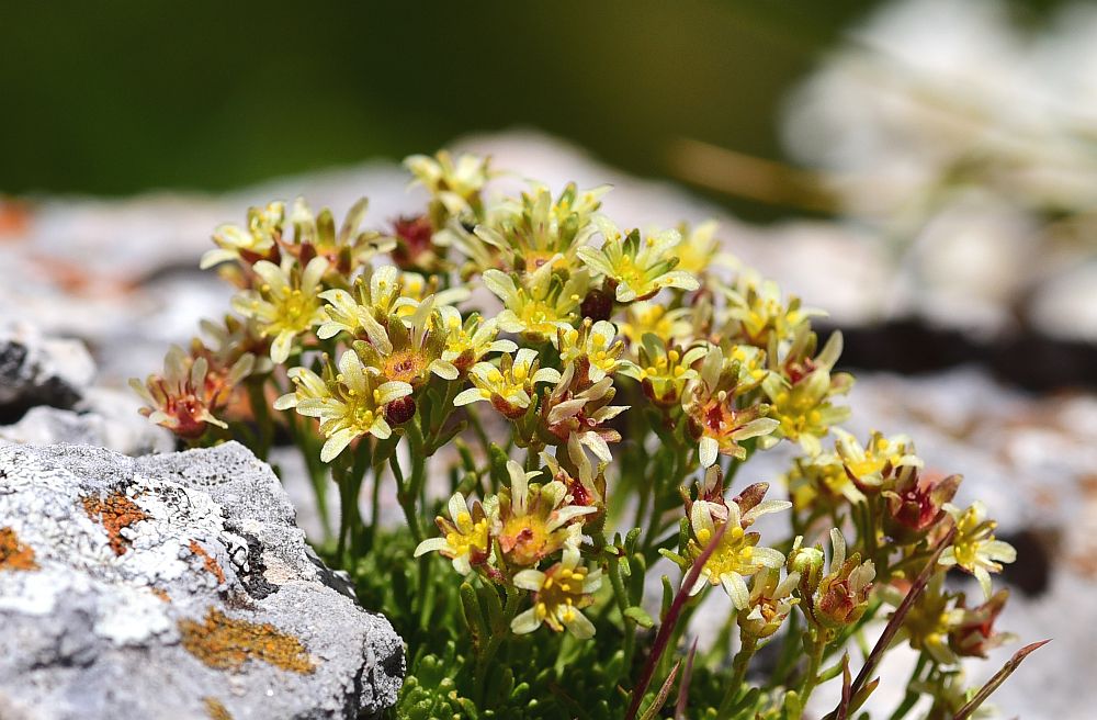 Saxifraga exarata subsp. ampullacea