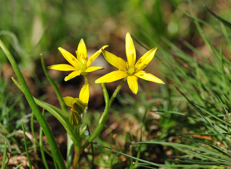 Le ultime arrivate tra le piante gi� fiorite