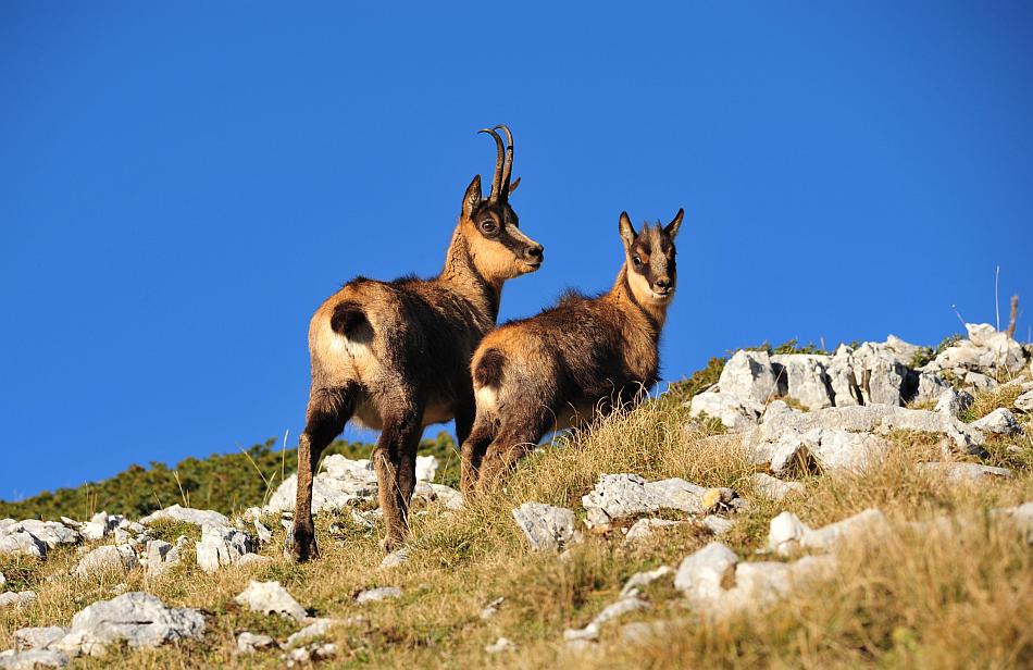 Camoscio d''Abruzzo Rupicapra pyrenaica ornata