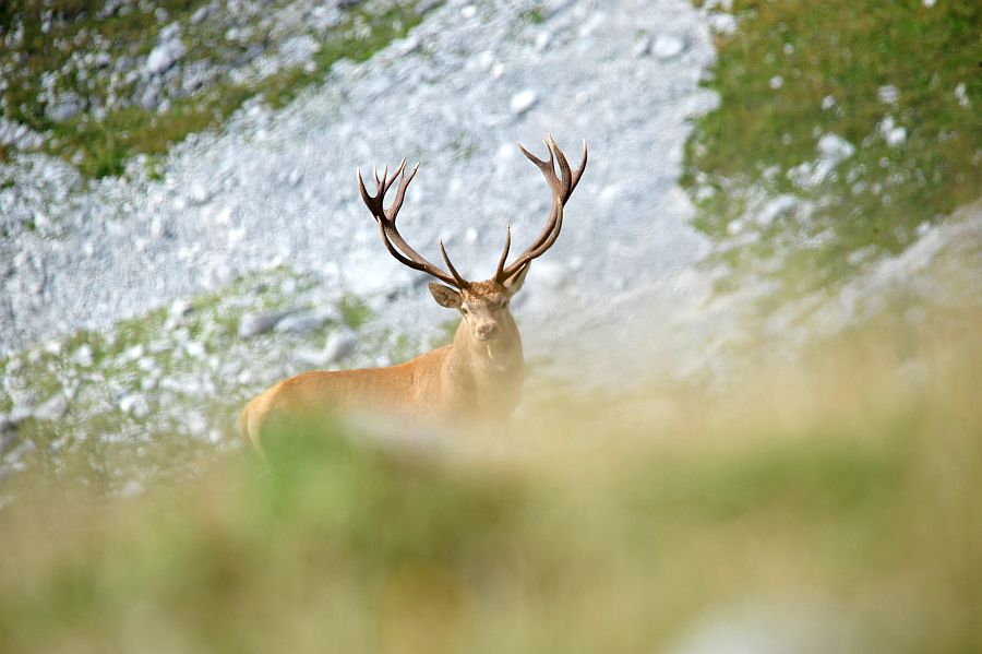 Bramiti nel Parco Nazionale d''Abruzzo