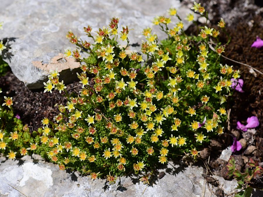Saxifraga exarata subsp. ampullacea