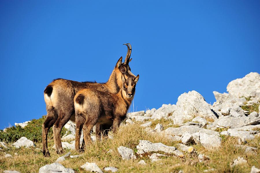 Camoscio d''Abruzzo Rupicapra pyrenaica ornata
